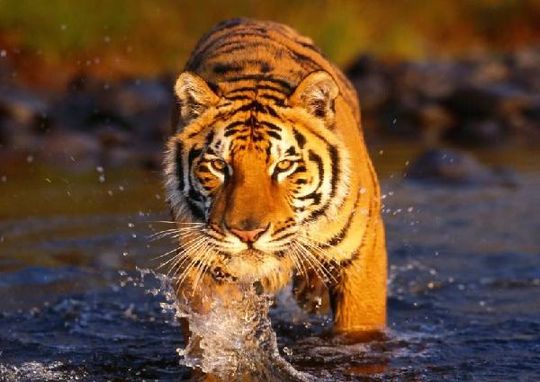 Tiger reserves wildlife