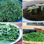 पूस और माघ के महीने में बिहार की हवा से आती है चना-खेसारी साग की खुशबु