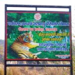 kaimur-wildlife-sanctuary-tiger