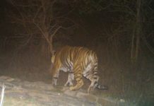 संसद पहुंचा कैमूर वन्य क्षेत्र को राष्ट्रीय व्याघ्र अभयारण्य बनाने का मुद्दा