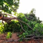 tez-aandhi-barish-rohtas-bihar-lockdown (1)