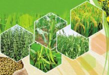 खरीफ फसल के बीज के लिए कल तक आवेदन कर सकते हैं किसान, 90 फीसद तक मिलेगी छूट