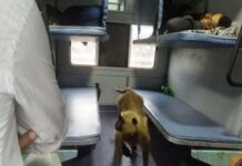 डीडीयू से सासाराम तक बंदर ने किया एक्सप्रेस ट्रेन में सफर, जानिए आगे क्या हुआ