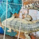 Five quintal crocodile was rescued in Son canal in rohtas